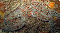030 Etoile glaciaire (Martasterias glacialis)